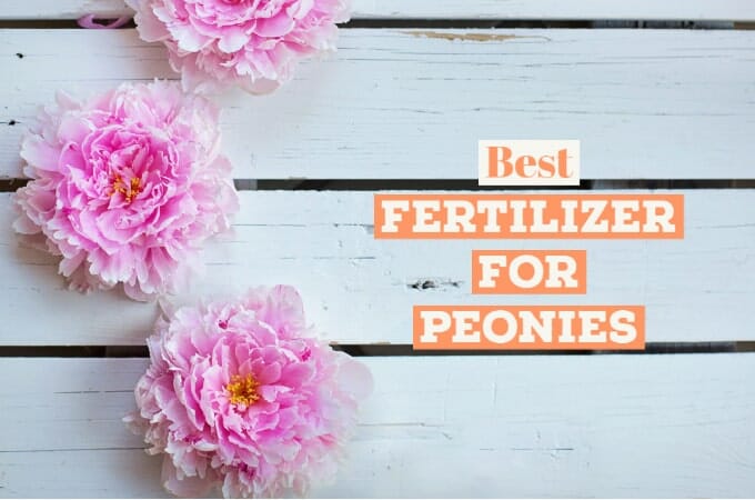 Best Fertilizer for Peonies