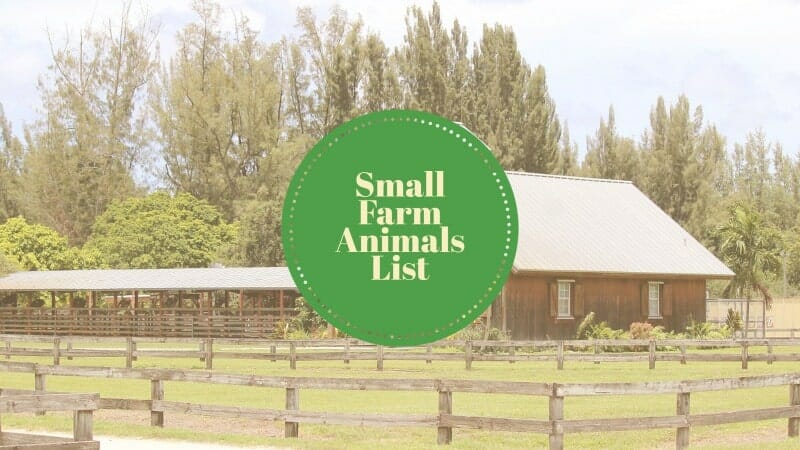 small farm animals list