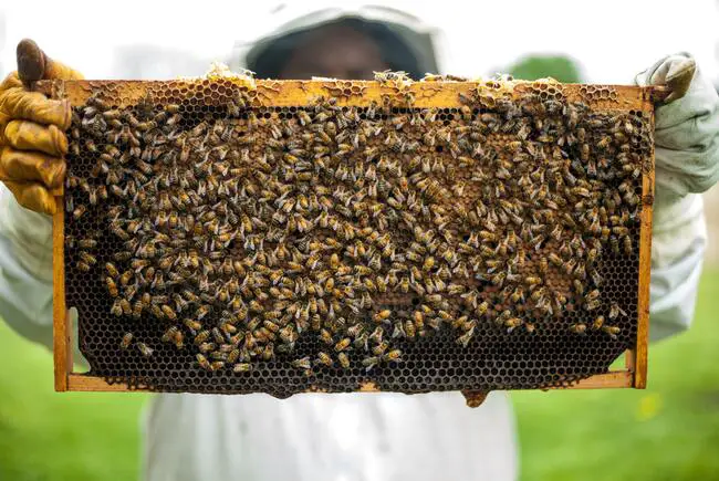 Best Bee Farming Guide