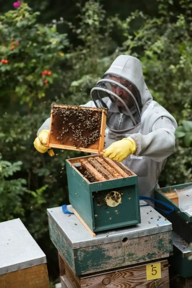 Bee keeping equipment list