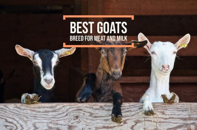 Best Goat Breed For Meat and Milk