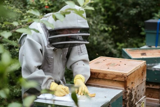 Honey Bee Farming Business Plan