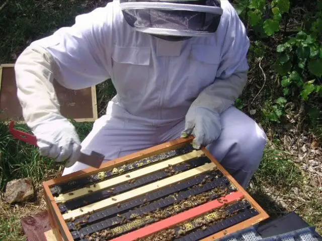 Start Bee farming in 10 Simple Steps
