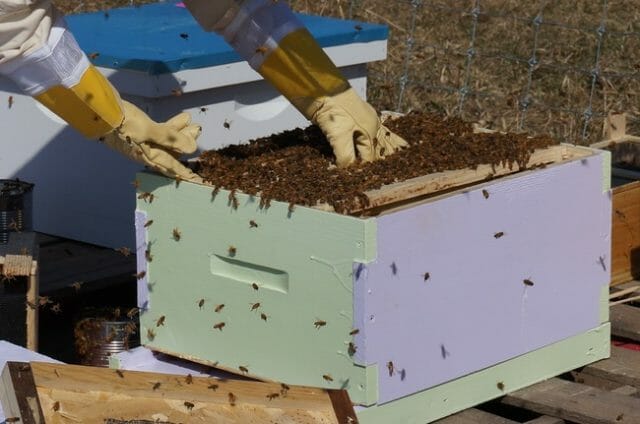 Start Modern Bee Farming 