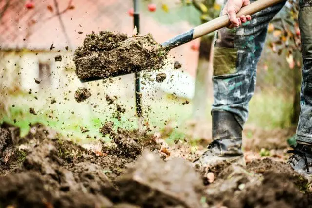 Ways to Loosen Soil without a Tiller