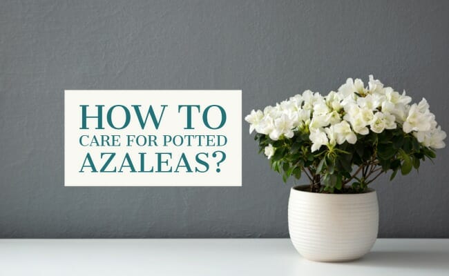 Care for Indoor Azaleas