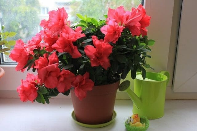 How to Care For Potted Azaleas (indoor)