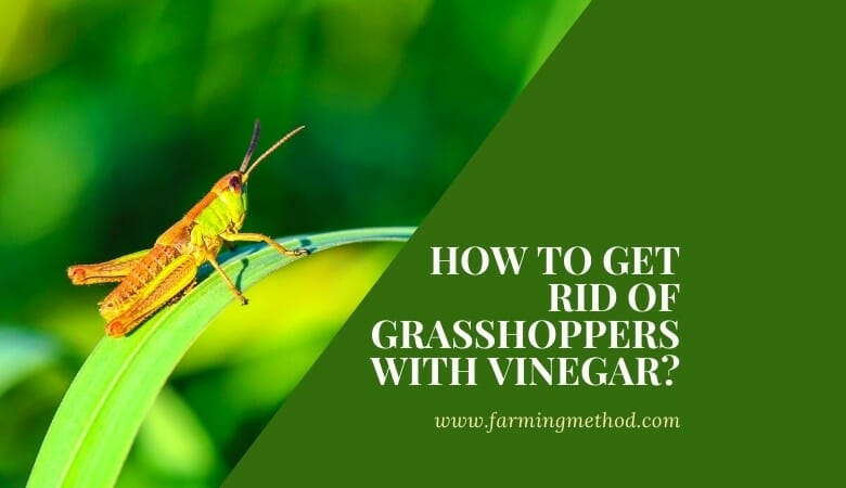 How to Get Rid of Grasshoppers with Vinegar