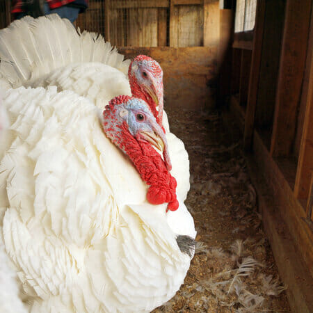 Beltsville Small White Turkey Breed