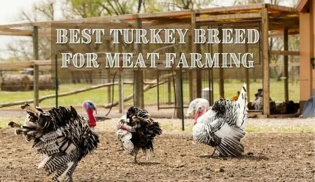 Best Turkey Breed for Profitable Farm Business