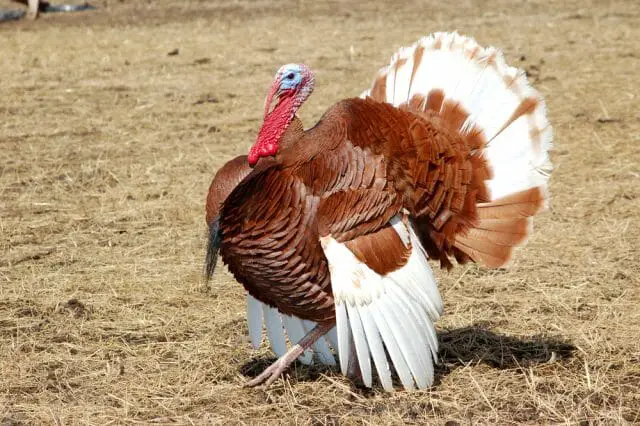 Bourbon Reds Turkey Breed