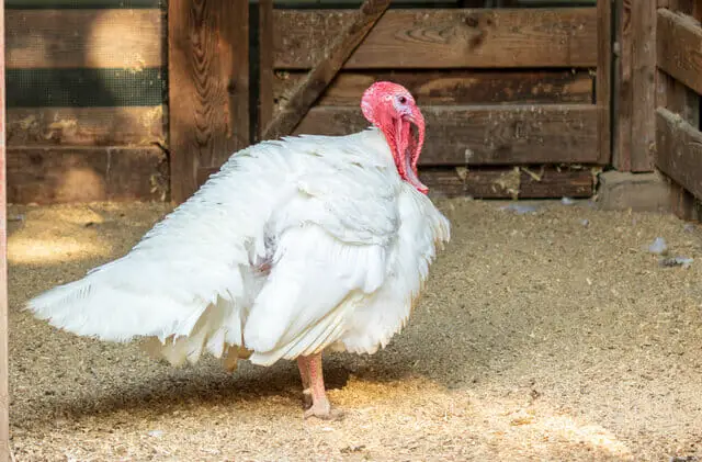 Broad Breasted Whites - best turkey breed for meat