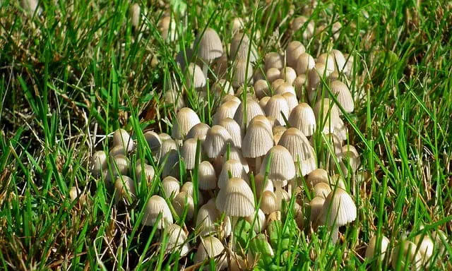 How to Get rid of Mushrooms in the Lawn with Vinegar