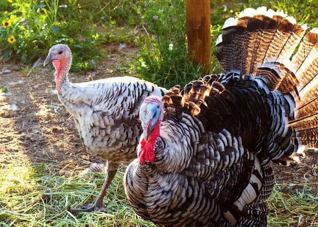 Narragansett - the turkey breed for meat