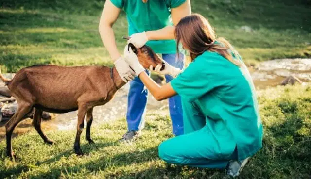 Routing Goat Checkup By Experienced Vat