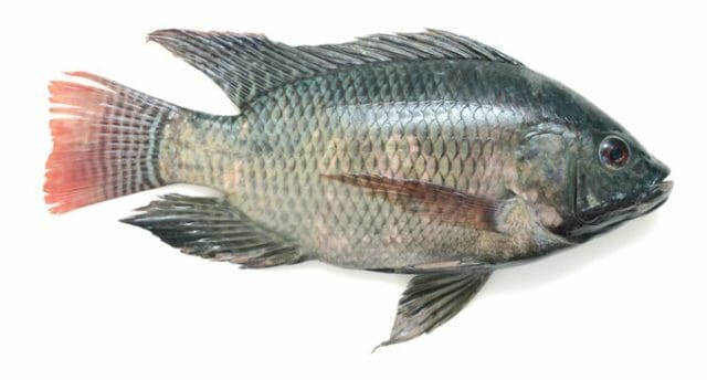 Tilapia - The Best Fish for Small Aquaponics