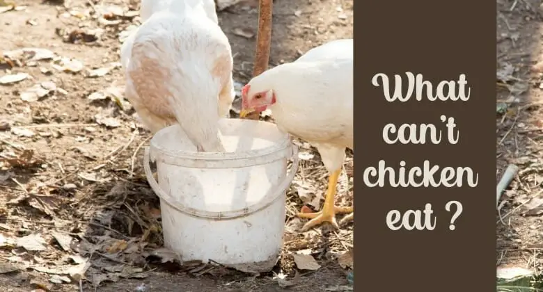What Not to Feed Chickens