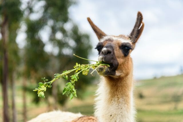 llamas eating green forage