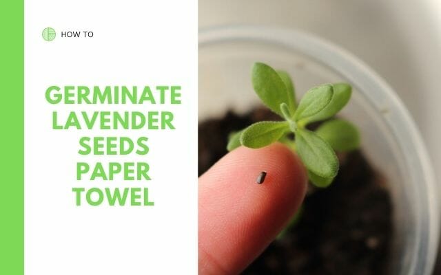 Germinating Lavender Seeds in Paper Towels
