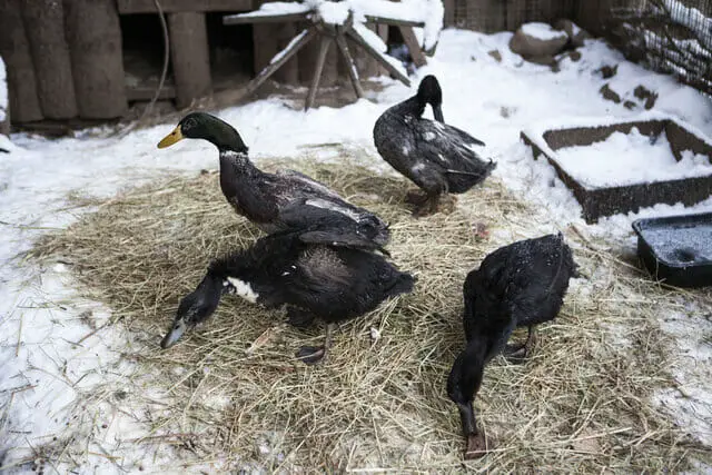 How to Keep Duck Warm in Winter