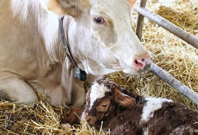 How to Take Care of Cow After Delivery