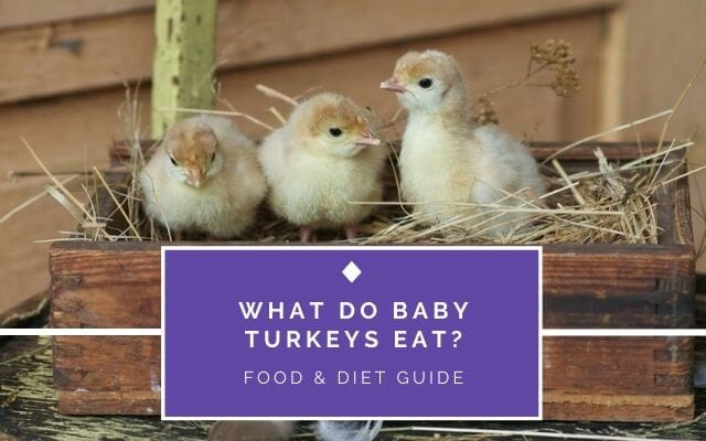What do Baby Turkeys Eats?