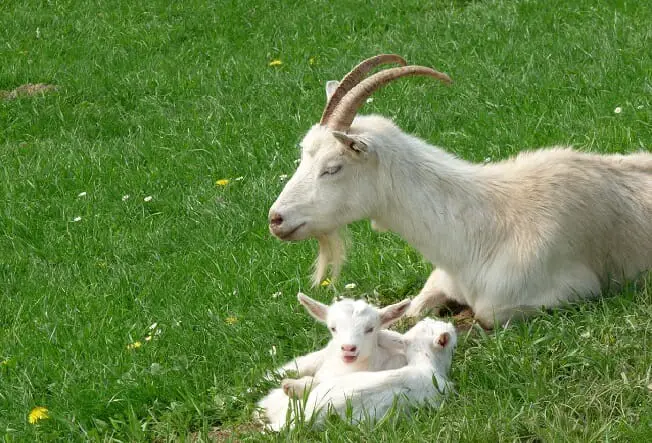 goat not producing milk after kidding