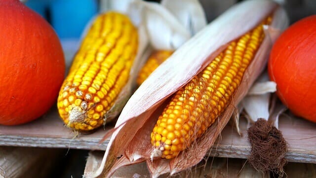 How to Tell if Corn on the Cob is Bad
