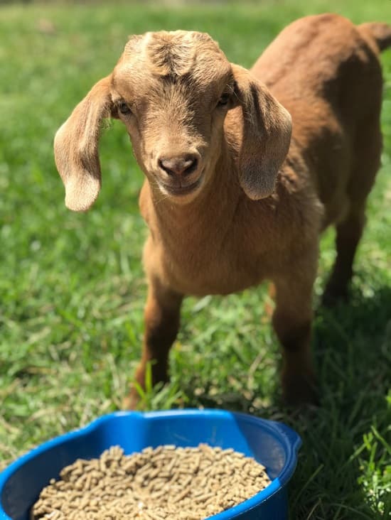 Grain for goats