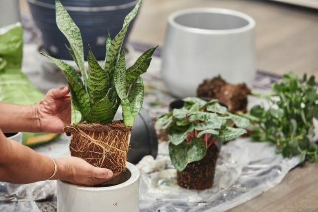 Remove the Snake Plant from the Old Pot