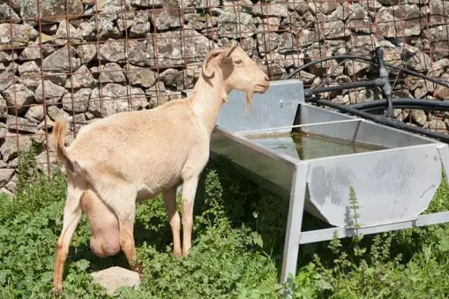  Water and Drinks for Goats
