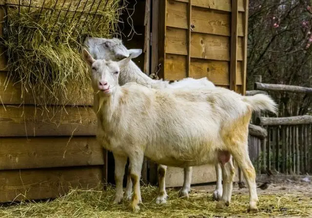 What do Goats Eats