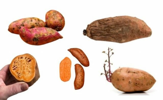 How to Tell If Sweet Potatoes are Bad? 