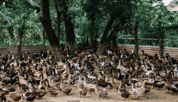 Duck Farming Business Plan