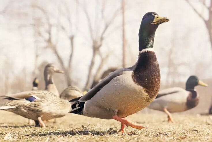 Duck Farming Guide