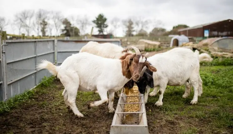 Goats eating grains