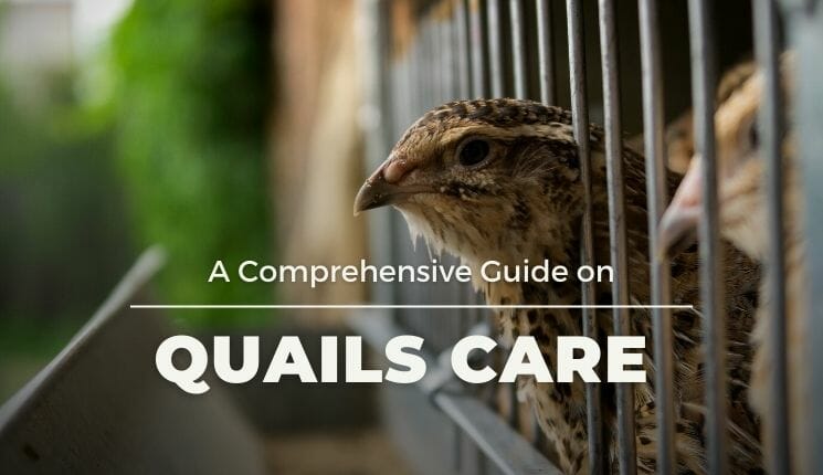 Quails Care Guide
