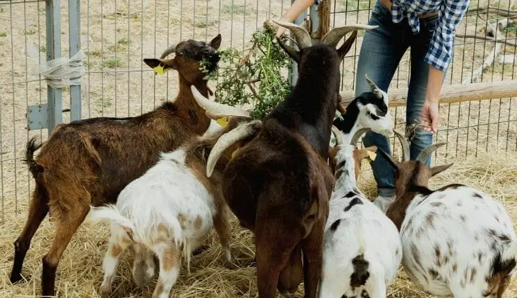 How to Feed Goats to Fatten up