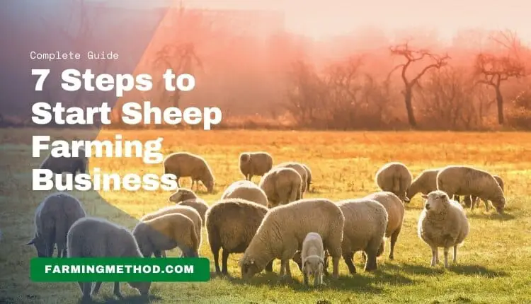 How to Start Sheep Farming Business for Profit