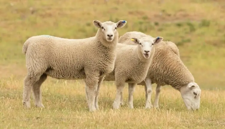 Sheep Farming Business Plan 