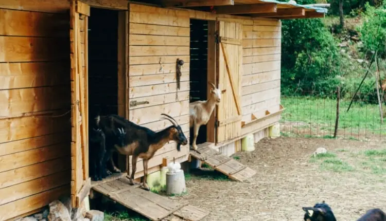 Things To Consider While Building A Goat House