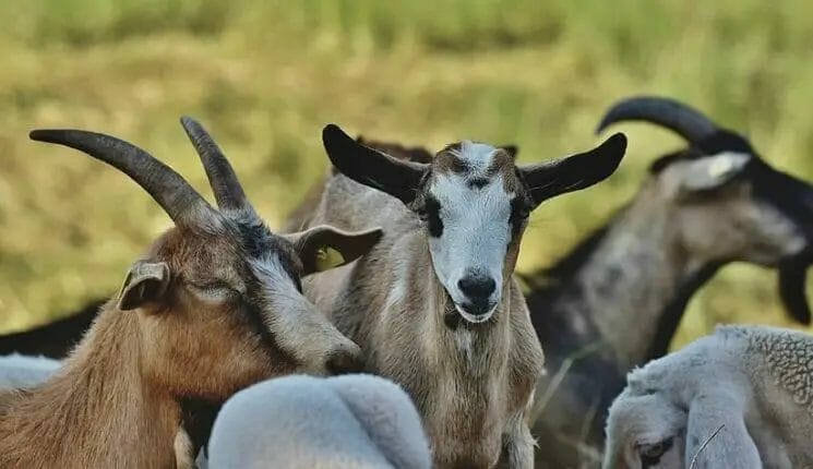 What to Feed Goats to Gain Weight?