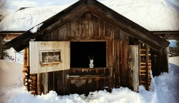 Winter shalter for goats