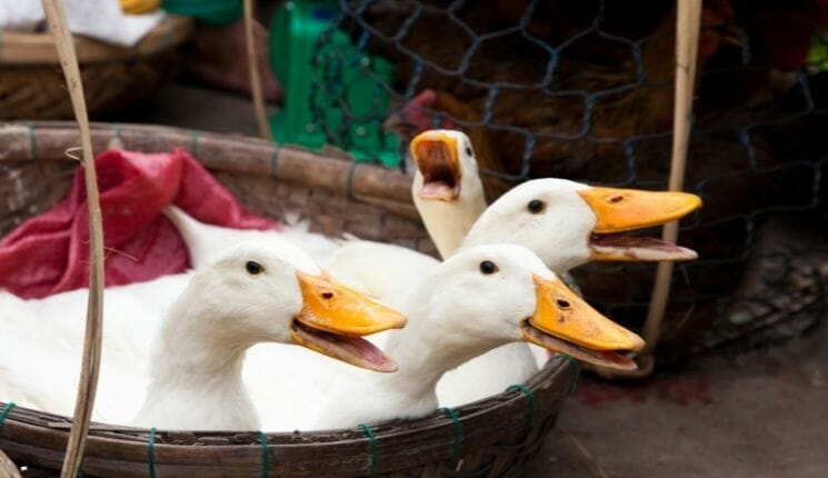 selling ducks on the market