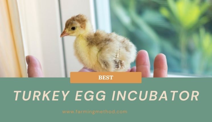 Best Incubator for Turkey Eggs