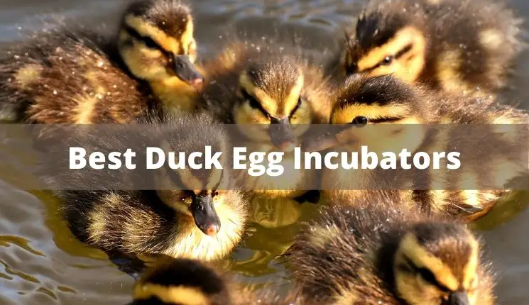5 Best Duck Egg Incubators in 2022