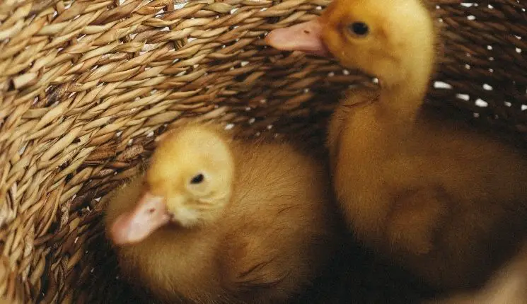 How to ChooseThe Best Incubator For Duck Eggs