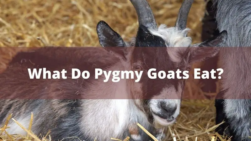 What Do Pygmy Goats Eat?