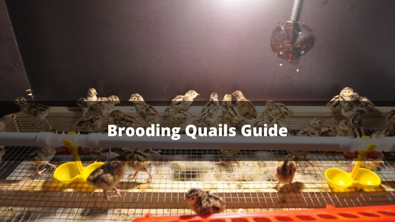 Brooding Quails Temperature and Chicks Care Guide