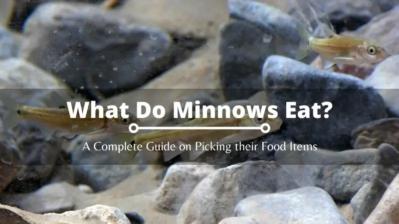 What Do Minnows Eat: Complete Guide on Picking their Food Items